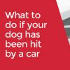 What to do if your dog has been hit by a car