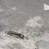 RAC sees pothole breakdowns hit 3-year springtime high