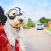 The quickest way to cool your car down