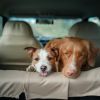 Pets and breakdowns - what you need to do