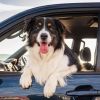 Guide to travelling with your dog in the car