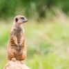 UK zoos parking and driving advice guide