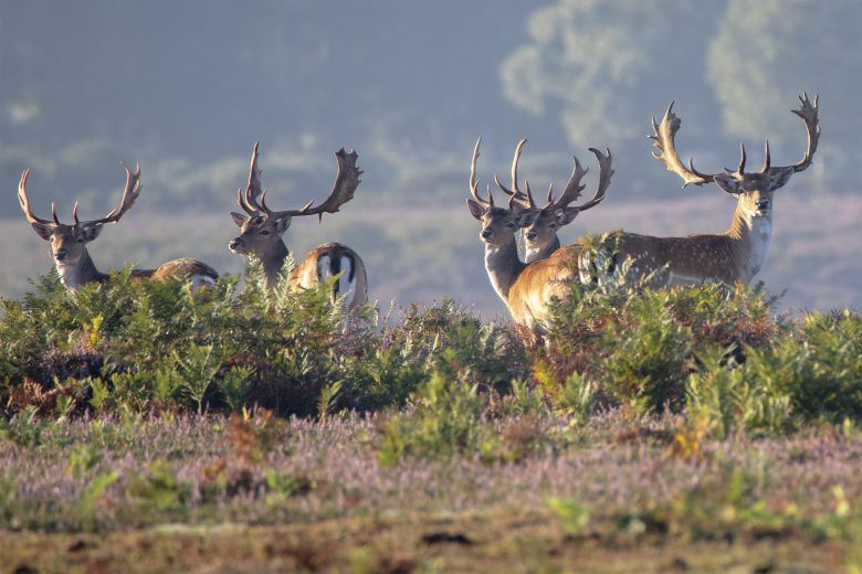 New Forest, England – your UK road trip guide