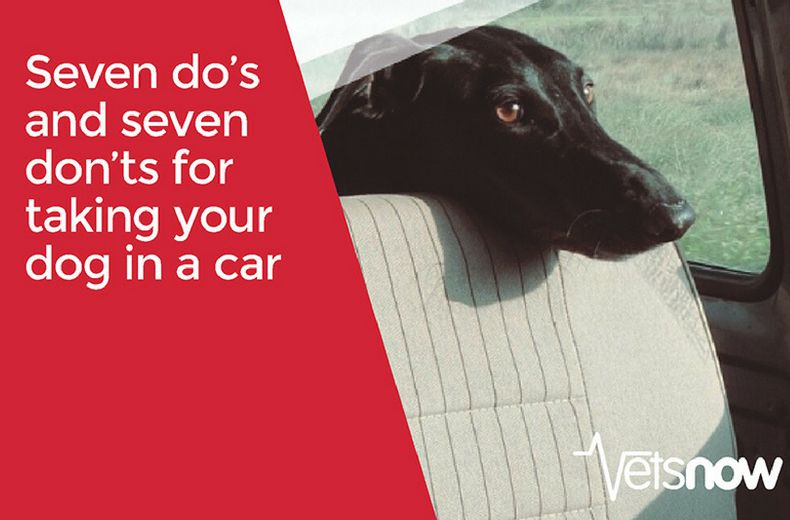 Travelling with your dog in the car - do's and don'ts