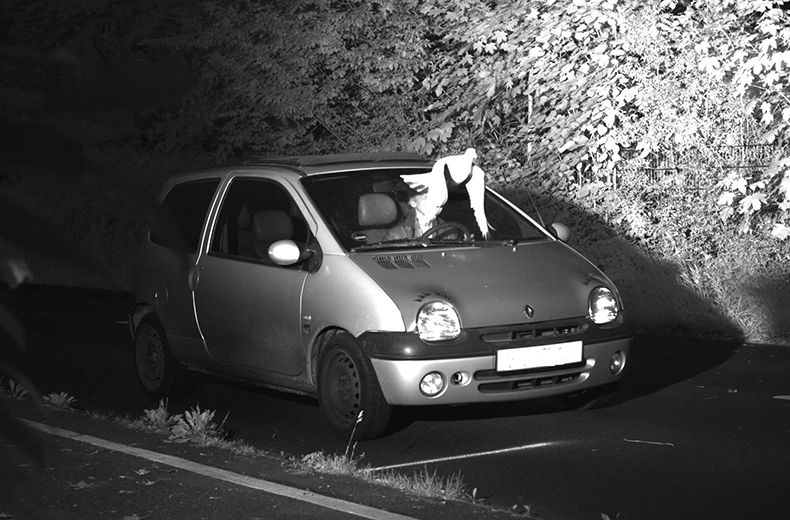 Dove-ine intervention? Bird helps driver escape speeding fine