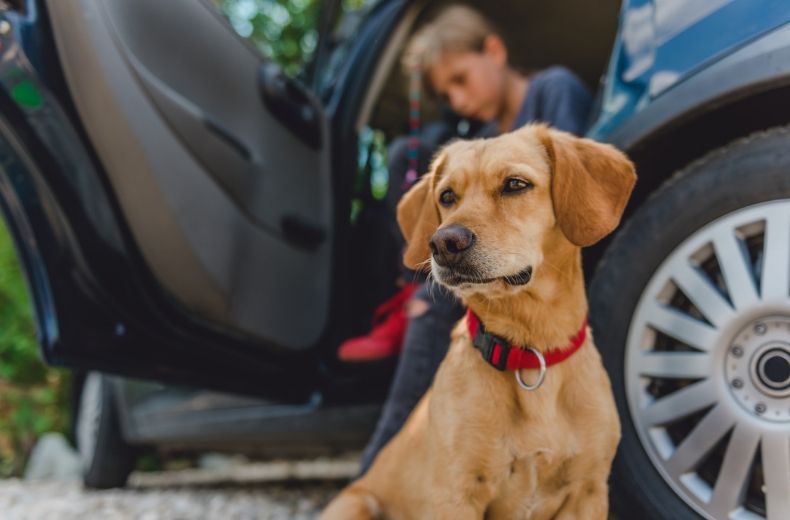 Drivers could fetch fines for loose animals