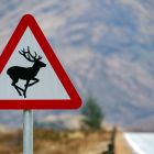 What to do if you hit an animal with your car