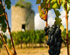 Bordeaux, France: classic wine country