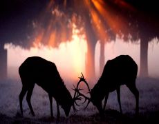 New Forest, England: watch rutting deer