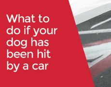 What to do if your dog has been hit by a car