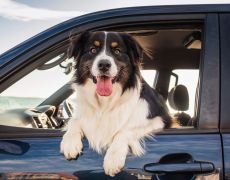 Guide to travelling with your dog in the car