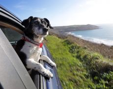 University research finds that dogs prefer EVs to diesel vehicles