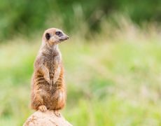 UK zoos parking and driving advice guide 