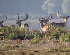 New Forest, England – your UK road trip guide