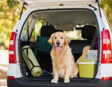 Can you travel with your pets around Europe?