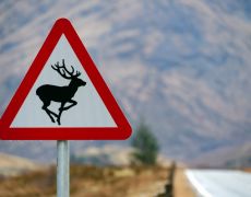 What to do if you hit an animal with your car