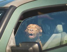 Heatwave poses deadly dangers for dogs left in cars