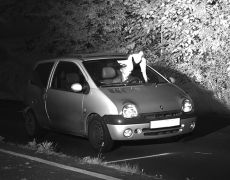 Dove-ine intervention? Bird helps driver escape speeding fine