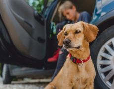 Drivers could fetch fines for loose animals