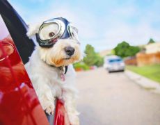 The quickest way to cool your car down