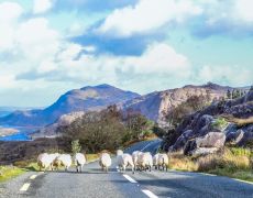 Tips for self-driving holidays in Ireland